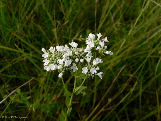 {Pycnanthemum nudum}